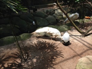 White Peacock in Large Bird Enclosure