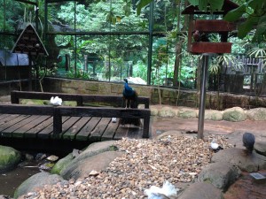 Peacock in Large Enclosure